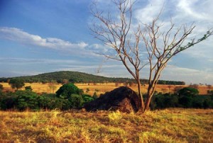 CERRADO IMPACTOS AMBIENTAIS