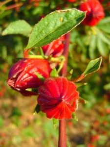 Chá de hibisco