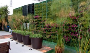 Plantas ornamentais para jardim