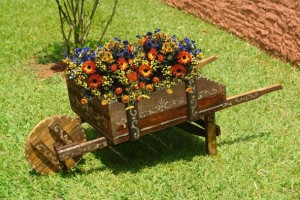 Plantas ornamentais para jardim