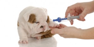 Vacinas para cães