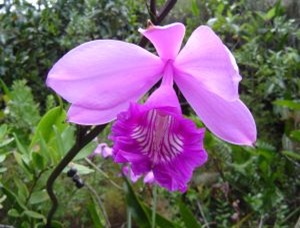 Como adubar orquídeas