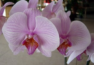 Como adubar orquídeas