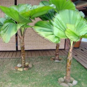 palmeira leque 300x300