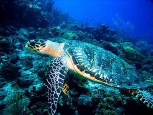 Extinção das tartarugas marinhas