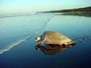 Extinção das tartarugas marinhas