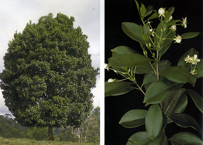 Observem bem quando estiverem meio a floresta ou até mesmo cerrado, se avistam uma especie dessa. 