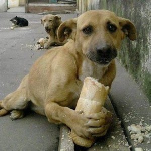 Essa foto já correu quase que o país inteiro. Ela demonstra a maneira feliz como o animal, protege o seu alimento, que tanto gosta, quando alguém vai o toma-lo. 