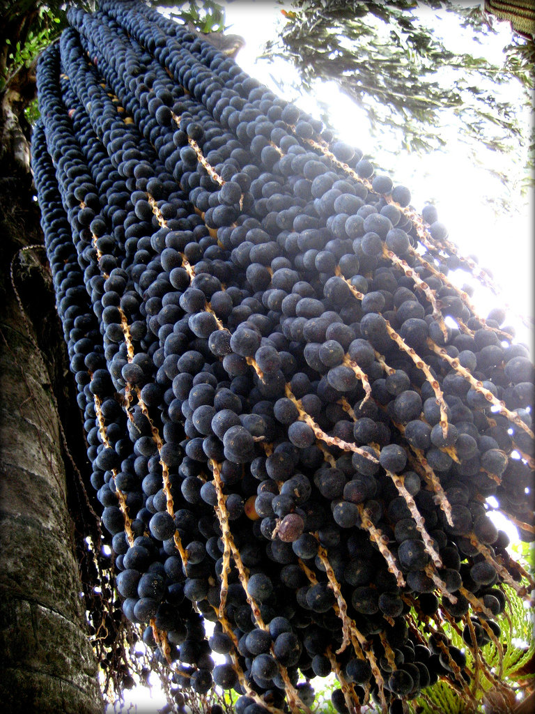 Açaí: calorias, nutrientes e benefícios