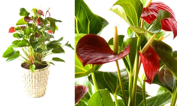 Plantas para ambientes fechados