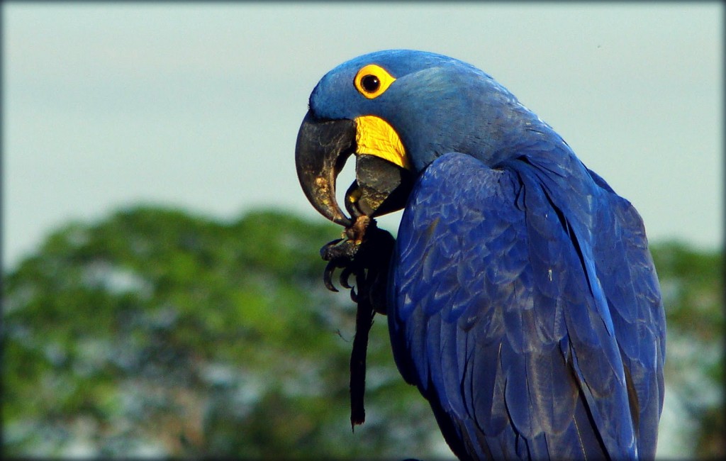 Animais do Pantanal mato-grossense em extinção - Brasil Blogado