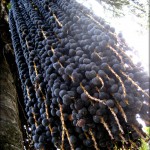 Açaí: calorias, nutrientes e benefícios