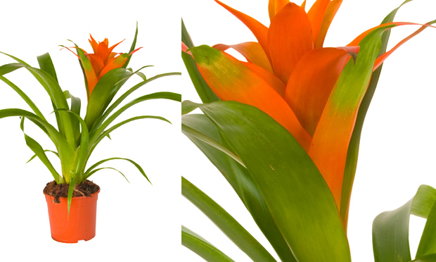 Plantas para ambientes fechados