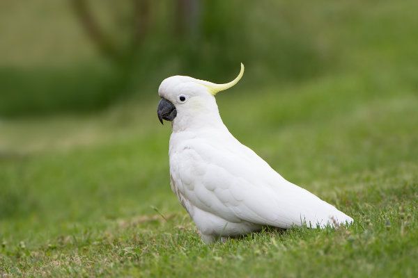 A cacatua não pode ser criada com o seu par. 