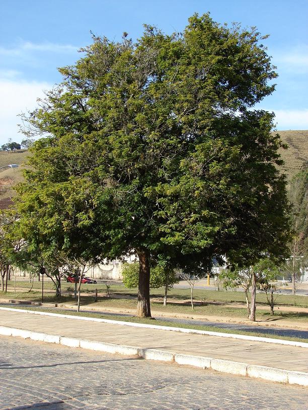 Árvore, cujo participou da ajuda do nome do país. 