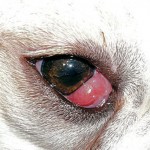 Olhos de cereja.