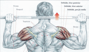Como malhar costas com barra de supino reto