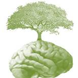 Consciência ambiental1