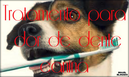 Dor de dente canina: causas, sintomas, tratamento e prevenção.