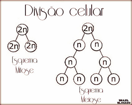 Divisão celular: mitose e meiose.