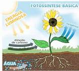 Fotossíntese das plantas processos e fases 2