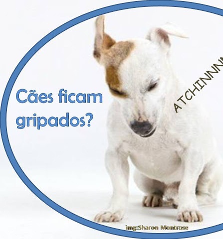 Sim, os cães ficam gripados. Assim, como nos, seres humanos. 