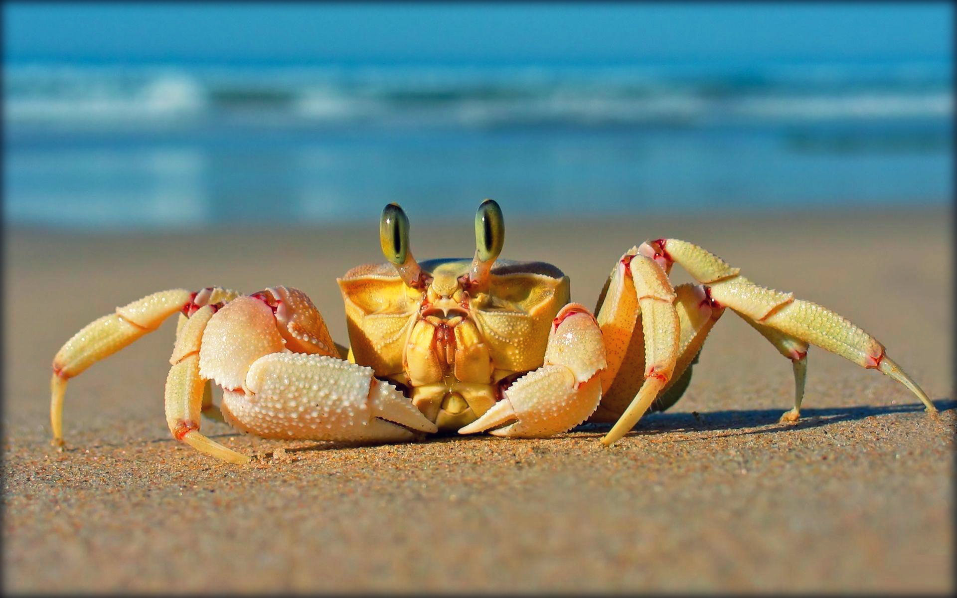 Caranguejo. (Foto: Divulgação)