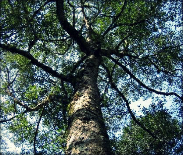 Árvores brasileiras fotos