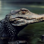 Significados de sonhar com jacaré