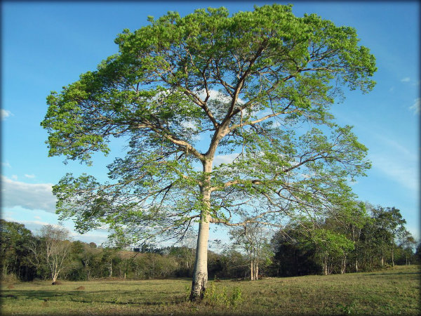 Árvores brasileiras fotos