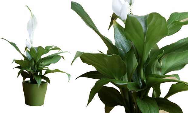 Plantas para ambientes fechados