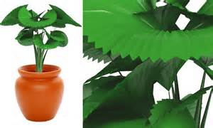 Plantas para ambientes fechados