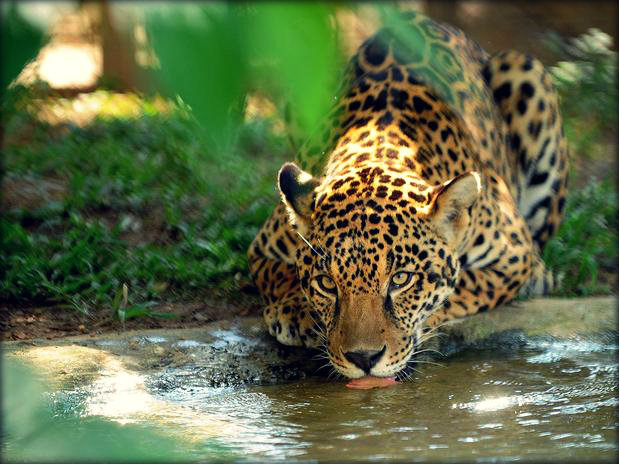 Onça pintada. (Foto: Divulgação)