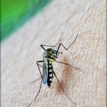 Formas de transmissão da dengue