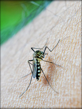 Formas de transmissão da dengue