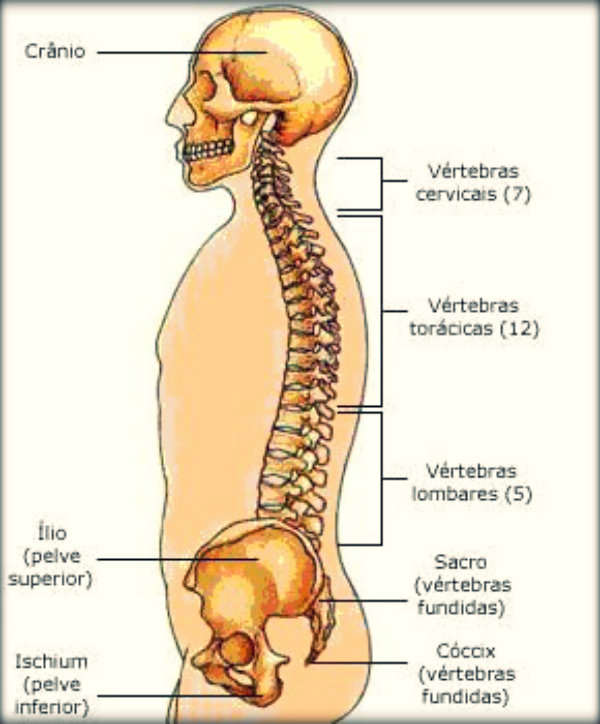 Ossos do tronco