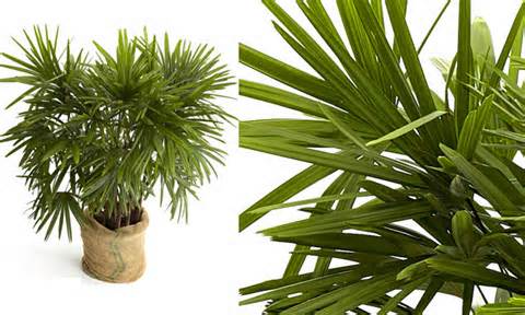 Plantas para ambientes fechados