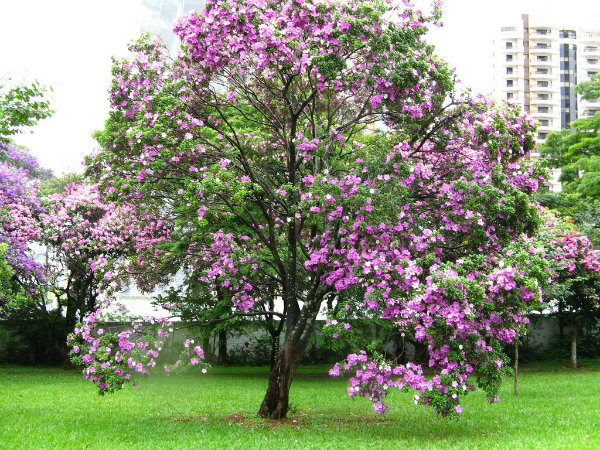 Ela é indicada para jardins de médio porte. 