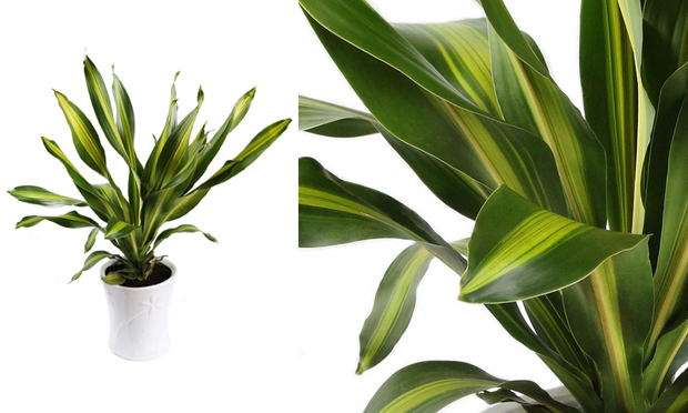 Plantas para ambientes fechados