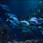 Características dos peixes