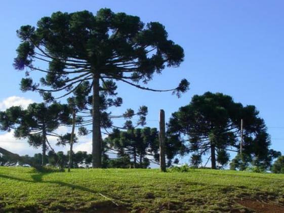 Ele recebe o nome de Pará devido ser bastante encontrado por lá. 