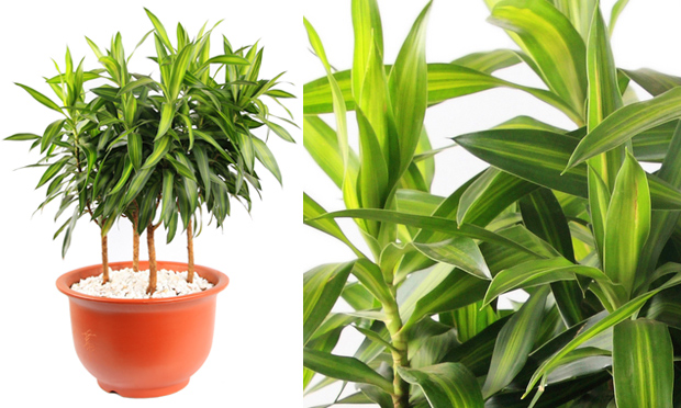 Plantas para ambientes fechados