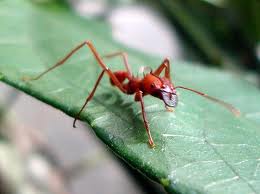 Espécie de formiga ameaçada em extinção.