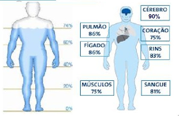 O nosso corpo é composto de água. Algumas partes,  contém mais do que as outras. 