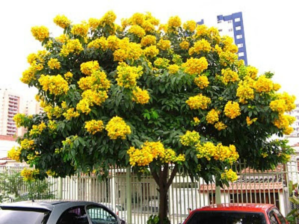 Ela pode possuir diversas variações, por isso pode ser confundida com as de mais. 