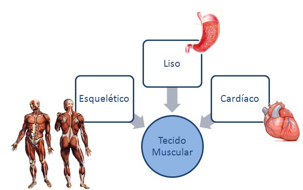 Os três tipos de tecidos influenciam no movimento do corpo e também na contração do mesmo. 