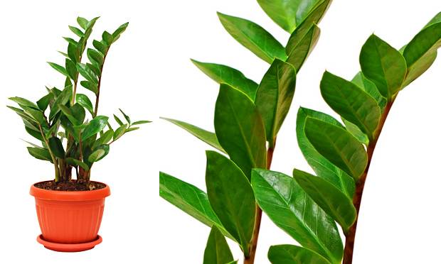 Plantas para ambientes fechados