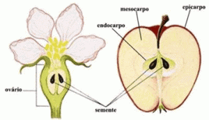 Algumas espécies, reproduzem o fruto. 