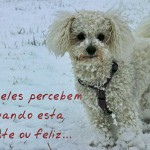 Eles sabem distinguir felicidade de tristeza.