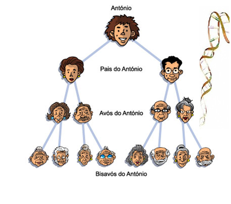 Observe a sua árvore genealógica e veja quem pode influenciar na produção de seu filho. 